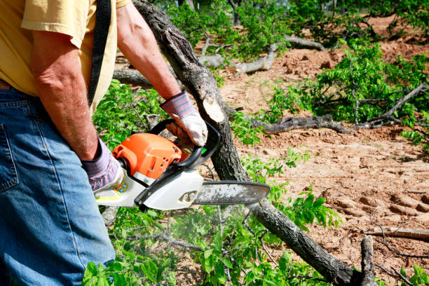 Large Tree Removal in Centre Hall, PA